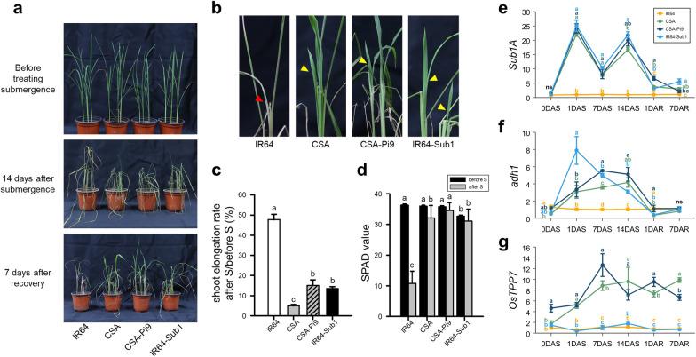https://cdn.ncbi.nlm.nih.gov/pmc/blobs/b680/8994804/5c2990688546/12284_2022_568_Fig4_HTML.jpg