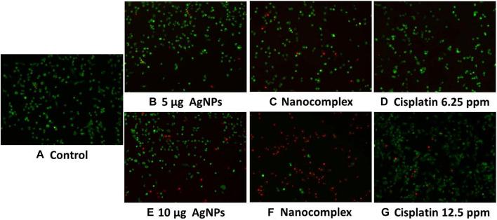https://cdn.ncbi.nlm.nih.gov/pmc/blobs/b682/10626534/5bfa4744597c/fmolb-10-1242838-g009.jpg