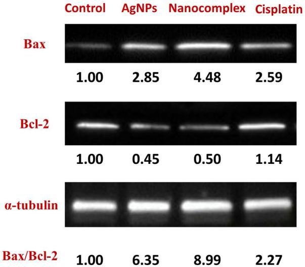 https://cdn.ncbi.nlm.nih.gov/pmc/blobs/b682/10626534/65966a877e05/fmolb-10-1242838-g011.jpg