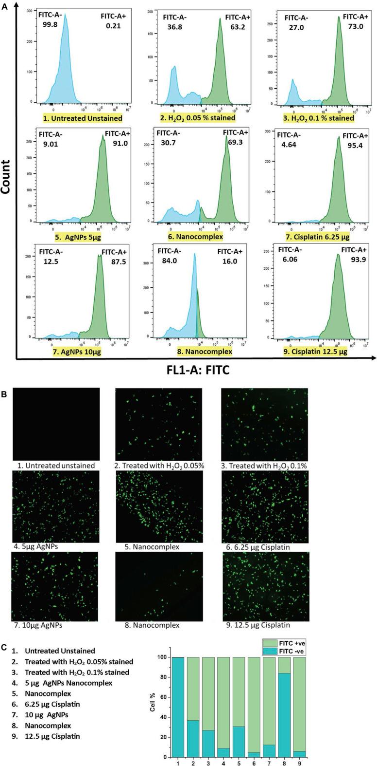 https://cdn.ncbi.nlm.nih.gov/pmc/blobs/b682/10626534/db40c3982df1/fmolb-10-1242838-g012.jpg