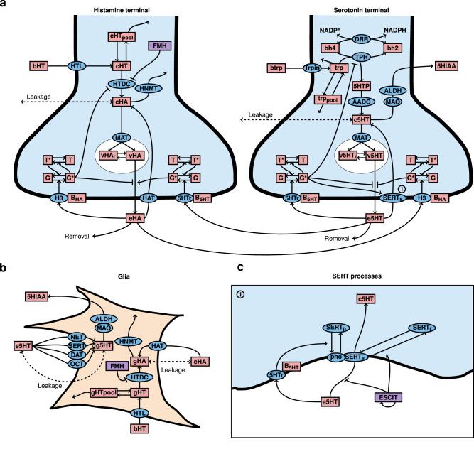 https://cdn.ncbi.nlm.nih.gov/pmc/blobs/b683/11162477/25e6999f77d4/42003_2024_6240_Fig2_HTML.jpg