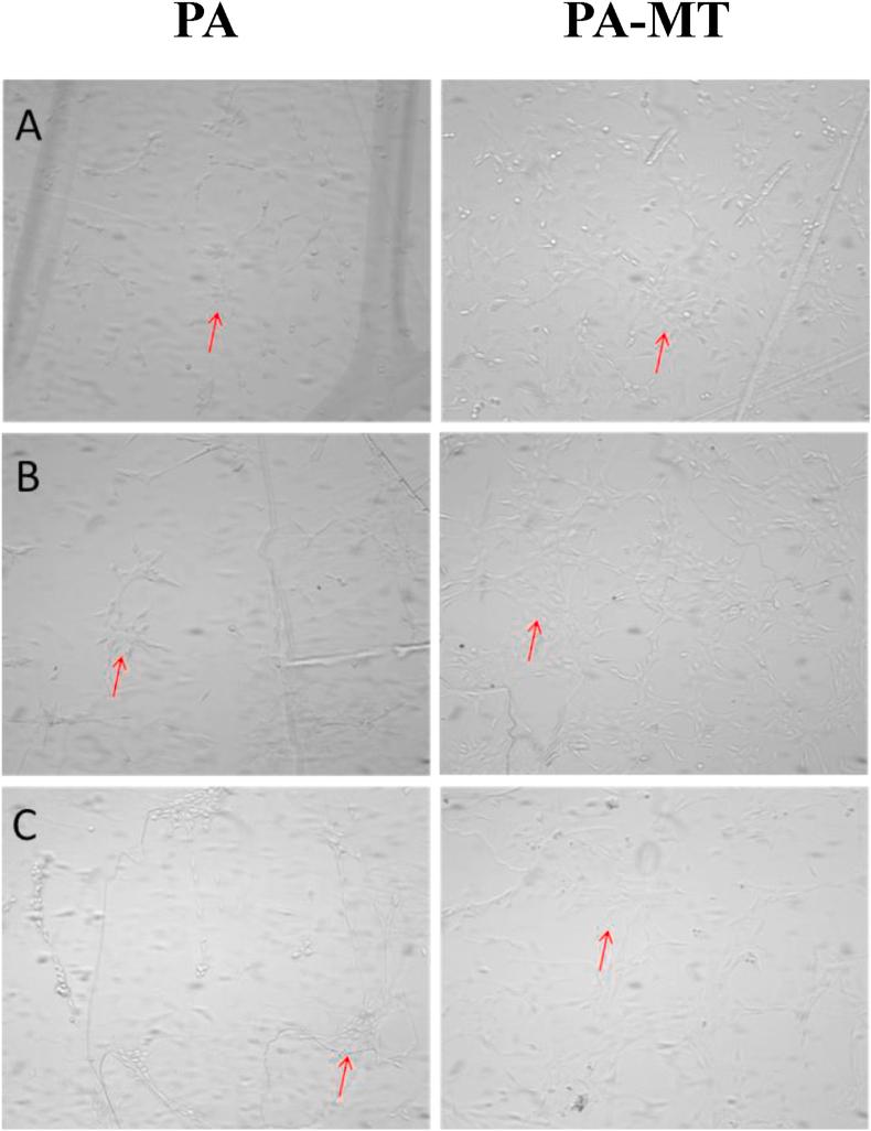 https://cdn.ncbi.nlm.nih.gov/pmc/blobs/b683/7973310/d470482a294b/gr6.jpg