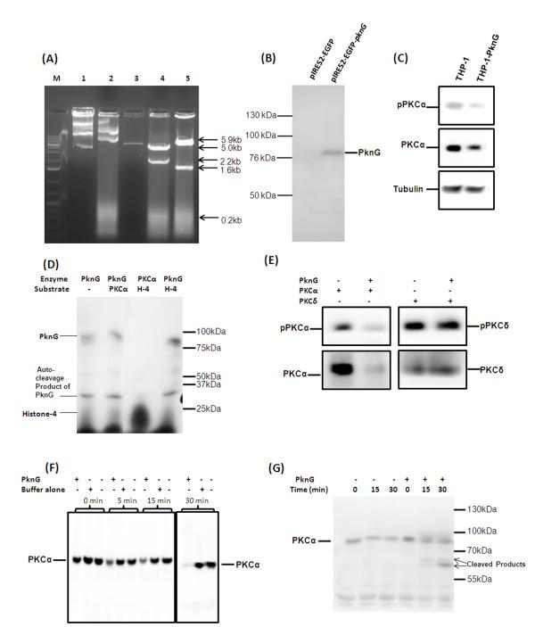 https://cdn.ncbi.nlm.nih.gov/pmc/blobs/b687/2816201/a5881514f468/1471-2180-9-271-6.jpg