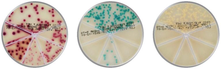 https://cdn.ncbi.nlm.nih.gov/pmc/blobs/b688/10367103/5b87f40b7bbf/fvets-10-1152229-g001.jpg