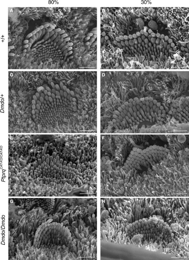https://cdn.ncbi.nlm.nih.gov/pmc/blobs/b689/4065360/0da88233d61f/ejn0039-0744-f4.jpg