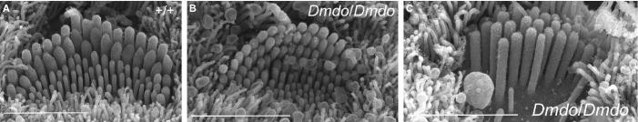 https://cdn.ncbi.nlm.nih.gov/pmc/blobs/b689/4065360/75032895444a/ejn0039-0744-f6.jpg