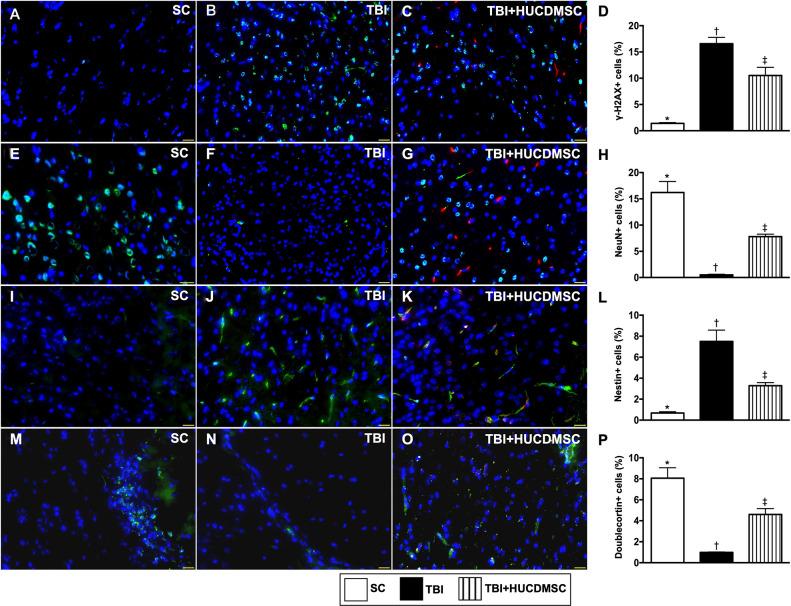 https://cdn.ncbi.nlm.nih.gov/pmc/blobs/b689/7784577/58b3b6ca0fa5/10.1177_0963689720929313-fig7.jpg