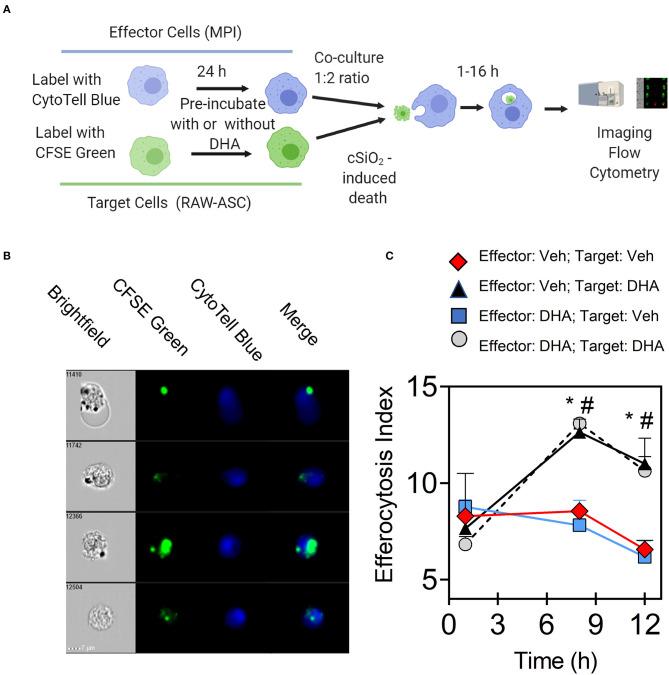 https://cdn.ncbi.nlm.nih.gov/pmc/blobs/b68c/7573148/4946e7629799/fimmu-11-02179-g0007.jpg