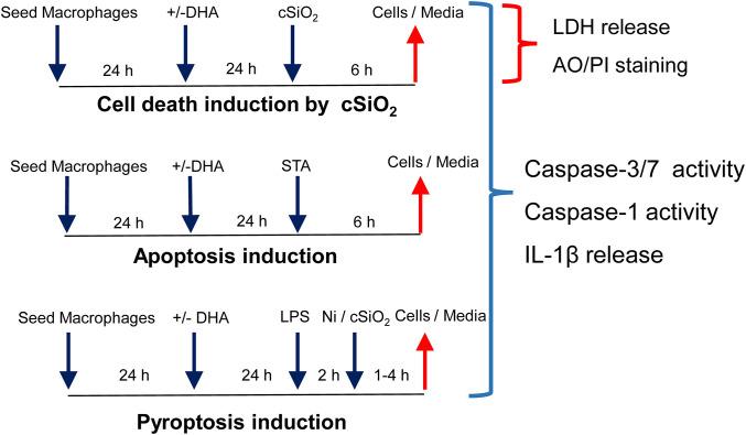https://cdn.ncbi.nlm.nih.gov/pmc/blobs/b68c/7573148/ca961a29afec/fimmu-11-02179-g0001.jpg