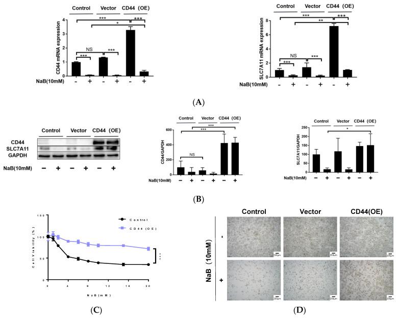 https://cdn.ncbi.nlm.nih.gov/pmc/blobs/b68e/9856855/689f60a081cd/cancers-15-00423-g005a.jpg