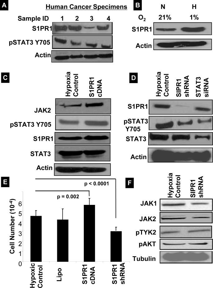 https://cdn.ncbi.nlm.nih.gov/pmc/blobs/b69f/4278289/33cdad51bf25/oncoscience-01-0216-g004.jpg