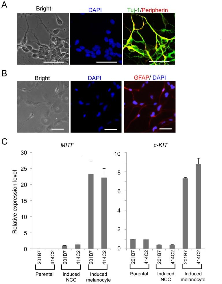 https://cdn.ncbi.nlm.nih.gov/pmc/blobs/b6a0/4251837/ca5067490c27/pone.0112291.g005.jpg