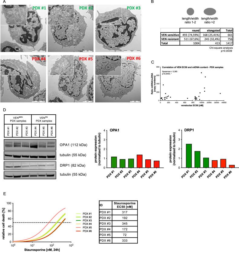 https://cdn.ncbi.nlm.nih.gov/pmc/blobs/b6a2/11222427/8bf4543a9e98/41419_2024_6864_Fig5_HTML.jpg