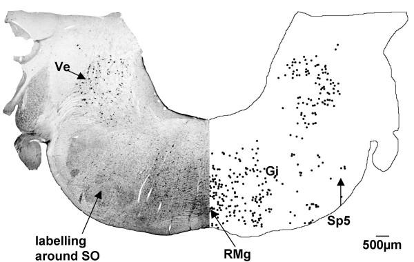 https://cdn.ncbi.nlm.nih.gov/pmc/blobs/b6a2/1919385/989d2ab00562/1471-2202-8-40-7.jpg