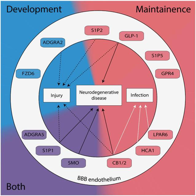 https://cdn.ncbi.nlm.nih.gov/pmc/blobs/b6a2/7283493/db340ff26c68/fncel-14-00139-g0001.jpg
