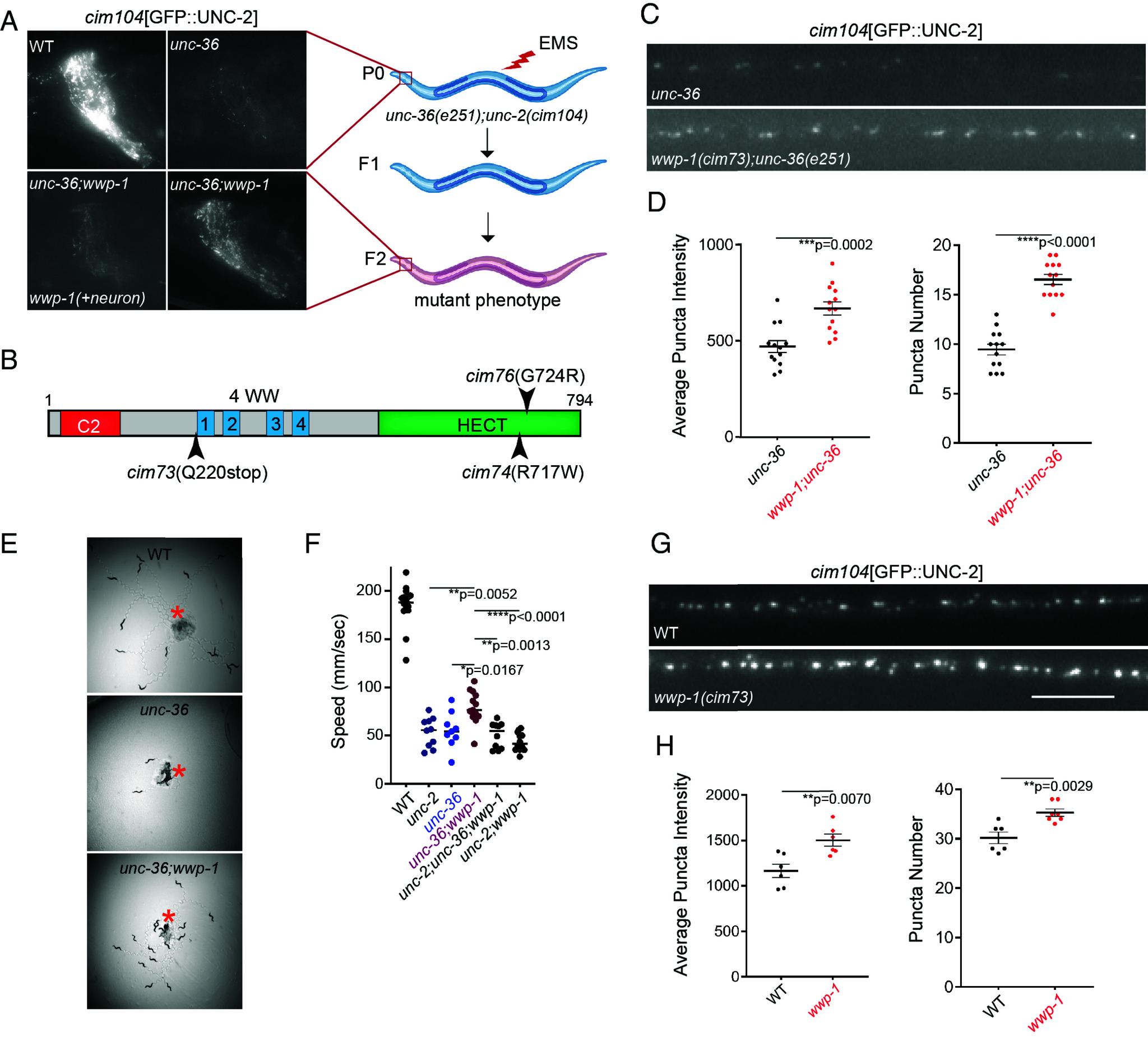 https://cdn.ncbi.nlm.nih.gov/pmc/blobs/b6a5/11363341/adf134ab72e8/pnas.2404969121fig06.jpg