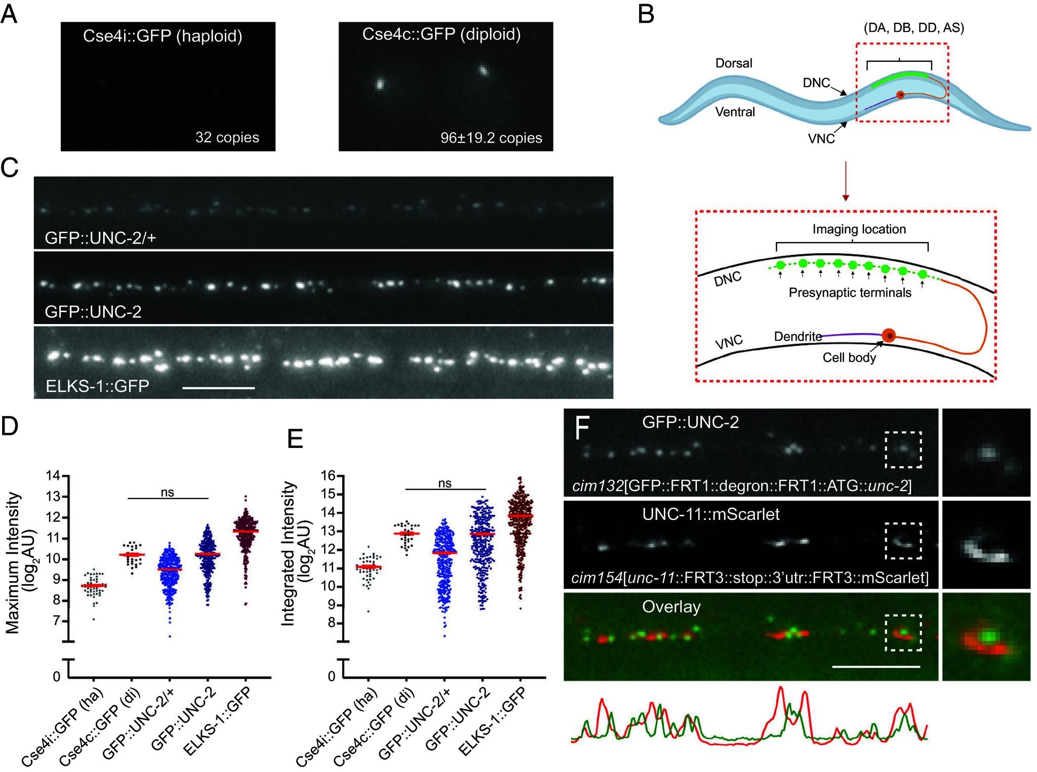 https://cdn.ncbi.nlm.nih.gov/pmc/blobs/b6a5/11363341/e93b47ac928b/pnas.2404969121fig01.jpg
