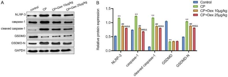 https://cdn.ncbi.nlm.nih.gov/pmc/blobs/b6a7/11022910/b41ff811765f/IRNF_A_2337287_F0004_C.jpg