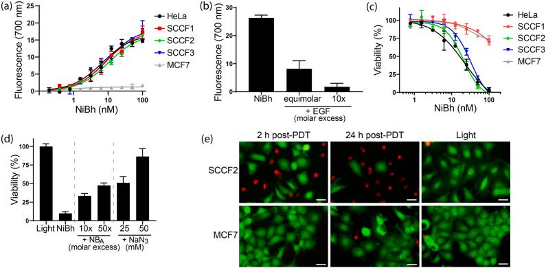https://cdn.ncbi.nlm.nih.gov/pmc/blobs/b6a7/9646246/4dbbcd0b8232/j_nanoph-2021-0195_fig_004.jpg