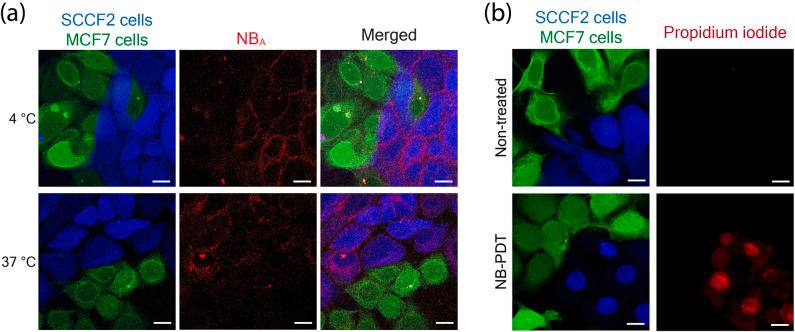 https://cdn.ncbi.nlm.nih.gov/pmc/blobs/b6a7/9646246/a27d273bffd9/j_nanoph-2021-0195_fig_005.jpg