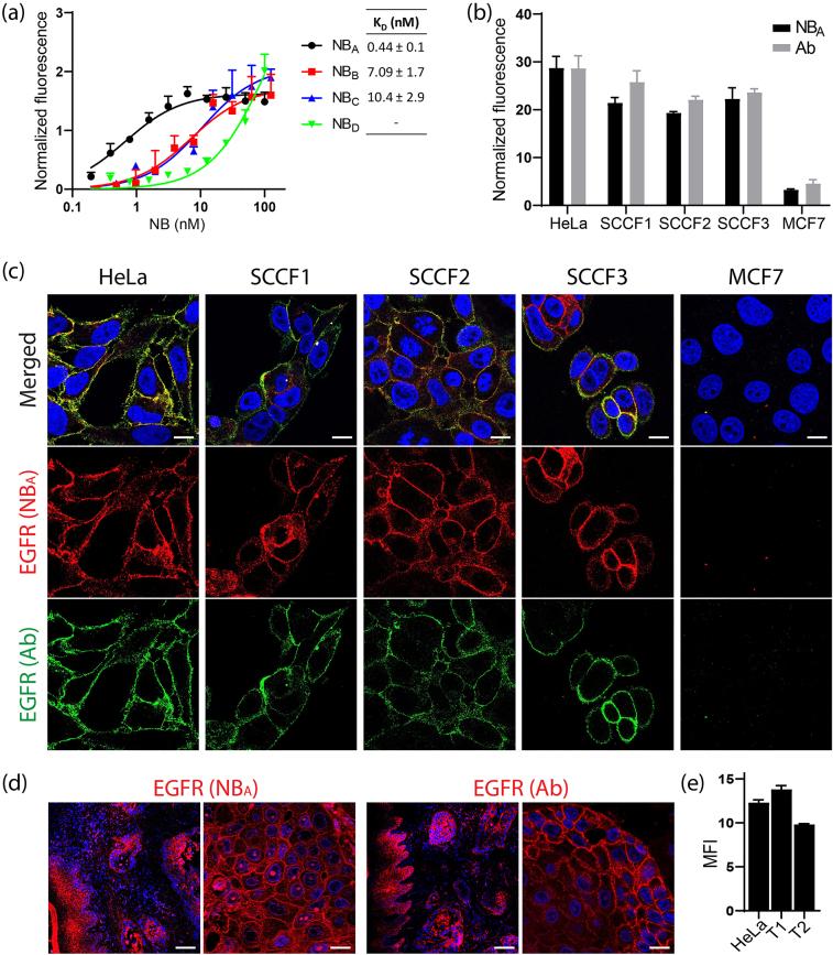 https://cdn.ncbi.nlm.nih.gov/pmc/blobs/b6a7/9646246/f6a927baf989/j_nanoph-2021-0195_fig_002.jpg