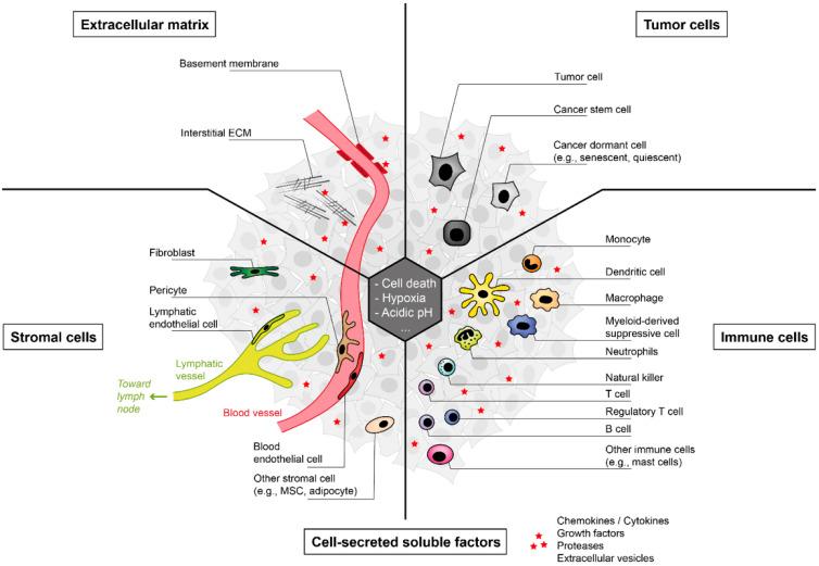https://cdn.ncbi.nlm.nih.gov/pmc/blobs/b6ab/8946098/58a1334ea98d/cancers-14-01364-g002.jpg