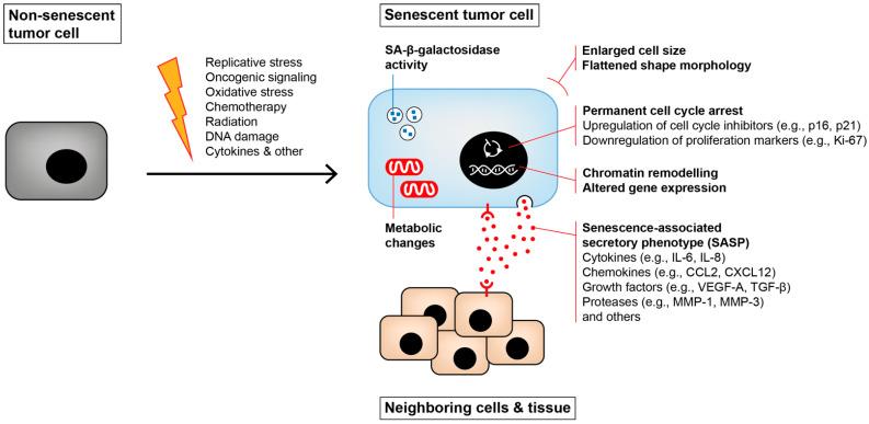 https://cdn.ncbi.nlm.nih.gov/pmc/blobs/b6ab/8946098/e68b058c1900/cancers-14-01364-g004.jpg