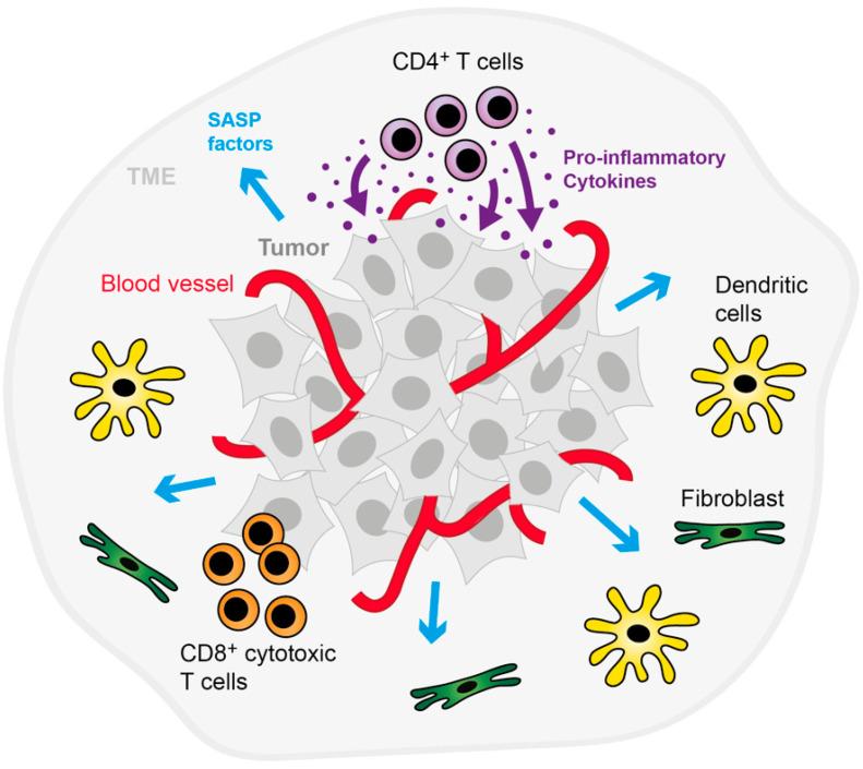 https://cdn.ncbi.nlm.nih.gov/pmc/blobs/b6ab/8946098/f2804f5fb044/cancers-14-01364-g003.jpg