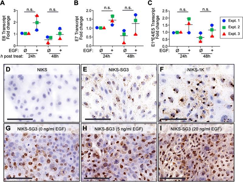 https://cdn.ncbi.nlm.nih.gov/pmc/blobs/b6ac/7857559/45adab733176/ppat.1009216.g002.jpg