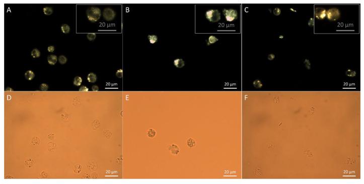 https://cdn.ncbi.nlm.nih.gov/pmc/blobs/b6b5/10455807/c62cd08a0ab1/jfb-14-00399-g003.jpg