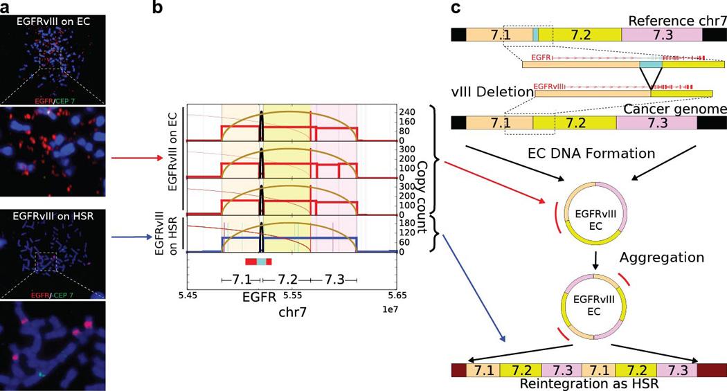 https://cdn.ncbi.nlm.nih.gov/pmc/blobs/b6b7/5334176/8b1377367421/nihms839083f12.jpg