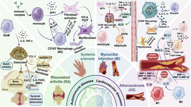 https://cdn.ncbi.nlm.nih.gov/pmc/blobs/b6b8/11889221/077103a397ab/41392_2025_2124_Fig5_HTML.jpg
