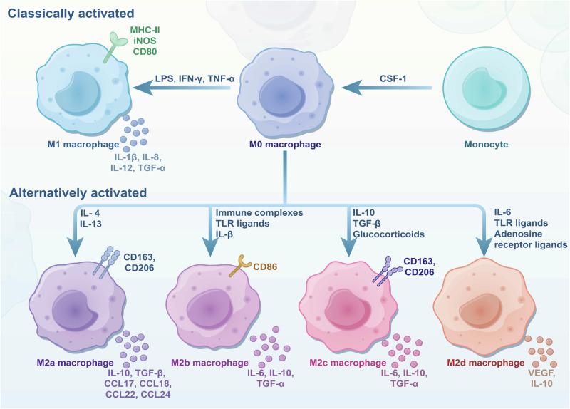 https://cdn.ncbi.nlm.nih.gov/pmc/blobs/b6b8/11889221/099f0179a9ca/41392_2025_2124_Fig2_HTML.jpg