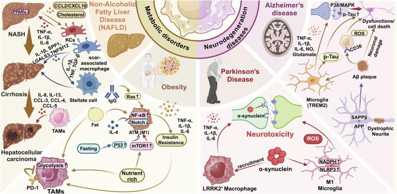 https://cdn.ncbi.nlm.nih.gov/pmc/blobs/b6b8/11889221/676cc27222ff/41392_2025_2124_Fig6_HTML.jpg
