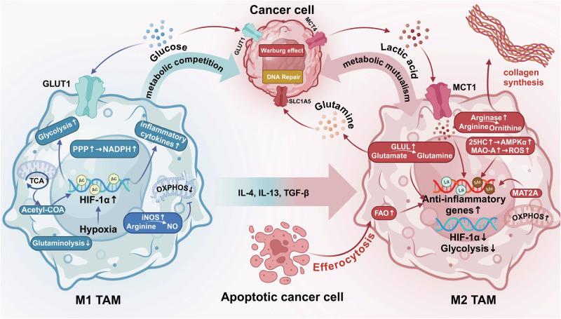 https://cdn.ncbi.nlm.nih.gov/pmc/blobs/b6b8/11889221/67b12e7b9d4a/41392_2025_2124_Fig4_HTML.jpg