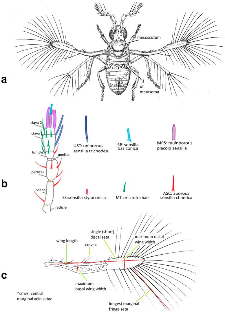 https://cdn.ncbi.nlm.nih.gov/pmc/blobs/b6bd/9225605/3f190a2e0d65/insects-13-00561-g001.jpg