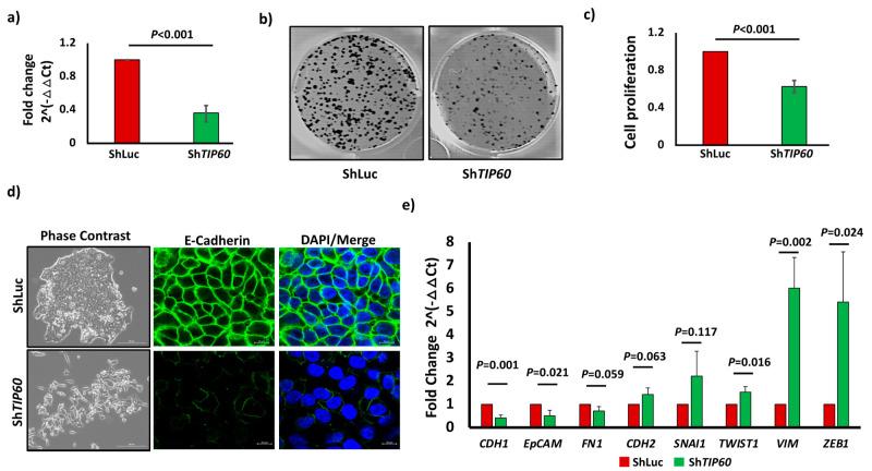 https://cdn.ncbi.nlm.nih.gov/pmc/blobs/b6c2/12110716/687cc529a55f/cells-14-00686-g001.jpg