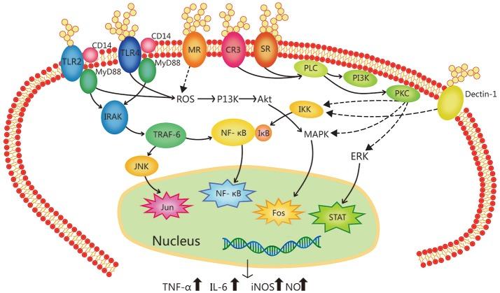 https://cdn.ncbi.nlm.nih.gov/pmc/blobs/b6c2/6370632/a0950624e0fb/fimmu-10-00145-g0001.jpg