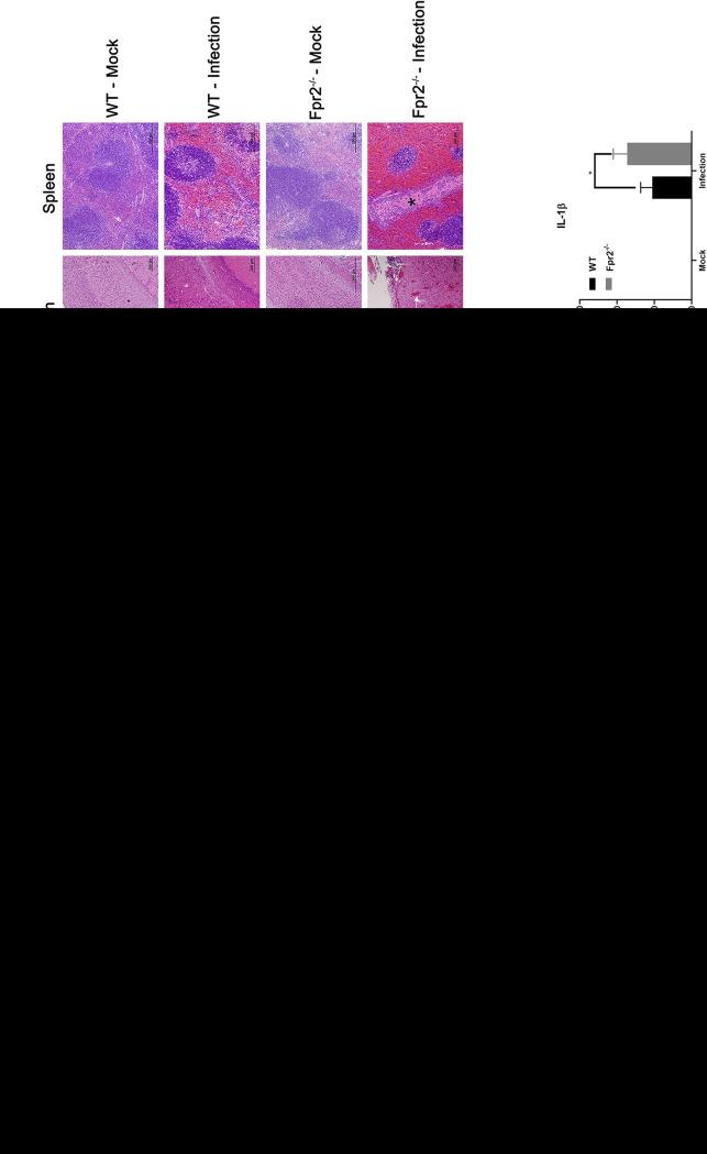 https://cdn.ncbi.nlm.nih.gov/pmc/blobs/b6c6/8097268/0c52dd64556e/IAI.00680-20-f0002.jpg