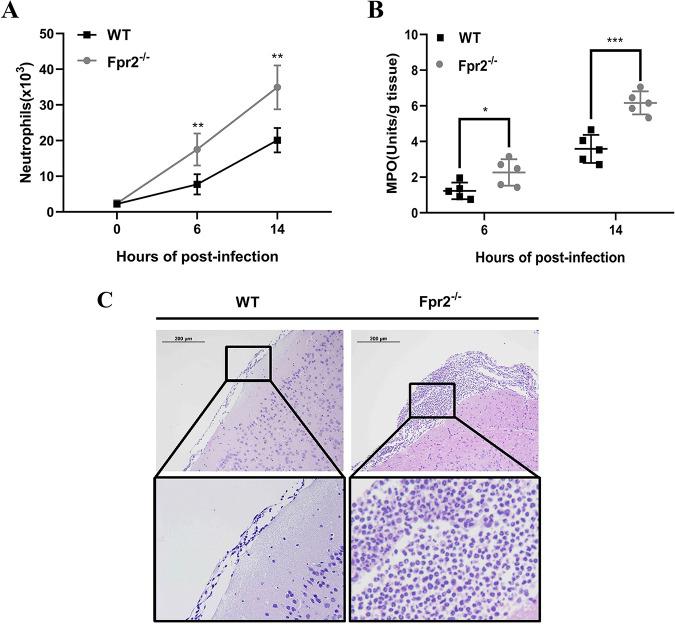https://cdn.ncbi.nlm.nih.gov/pmc/blobs/b6c6/8097268/49a75160b046/IAI.00680-20-f0003.jpg