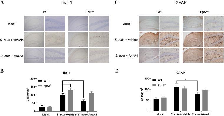 https://cdn.ncbi.nlm.nih.gov/pmc/blobs/b6c6/8097268/e573192678e6/IAI.00680-20-f0006.jpg