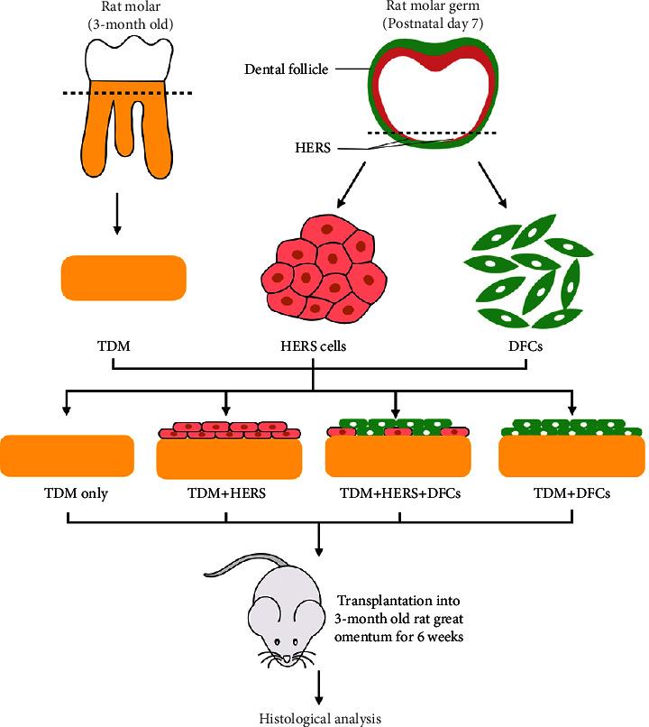 https://cdn.ncbi.nlm.nih.gov/pmc/blobs/b6c9/11919150/a96385bd4e99/JTERM2023-1277760.001.jpg