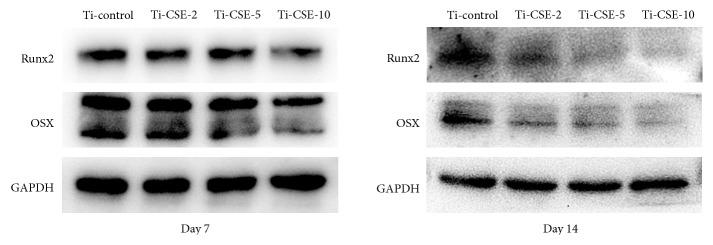 https://cdn.ncbi.nlm.nih.gov/pmc/blobs/b6c9/6501272/73600633aa9d/BMRI2019-8759568.009.jpg