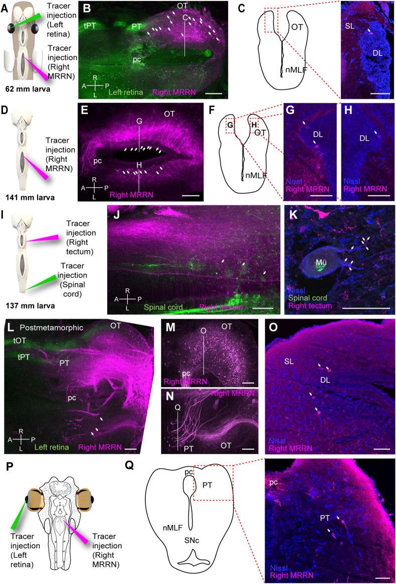 https://cdn.ncbi.nlm.nih.gov/pmc/blobs/b6ca/10640995/86a6328ecda6/fcell-11-1298486-g006.jpg