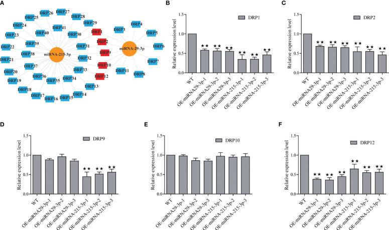 https://cdn.ncbi.nlm.nih.gov/pmc/blobs/b6ca/11288850/4da6c1292e98/fpls-15-1403869-g004.jpg