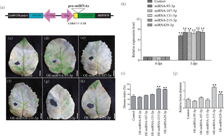 https://cdn.ncbi.nlm.nih.gov/pmc/blobs/b6ca/11288850/b662b0c53862/fpls-15-1403869-g002.jpg