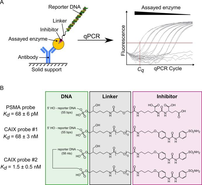 https://cdn.ncbi.nlm.nih.gov/pmc/blobs/b6d0/5314793/ffd8d2f65801/gkw853fig1.jpg