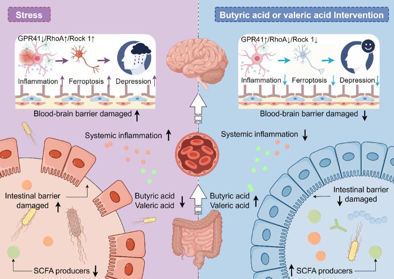 https://cdn.ncbi.nlm.nih.gov/pmc/blobs/b6d2/12403447/ffdacf20acaf/12967_2025_6950_Fig9_HTML.jpg
