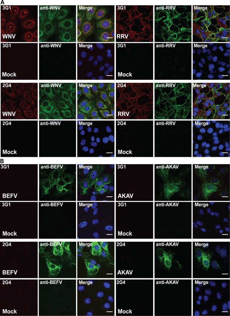 https://cdn.ncbi.nlm.nih.gov/pmc/blobs/b6d2/4370754/831fe2bc2aa2/pntd.0003629.g010.jpg