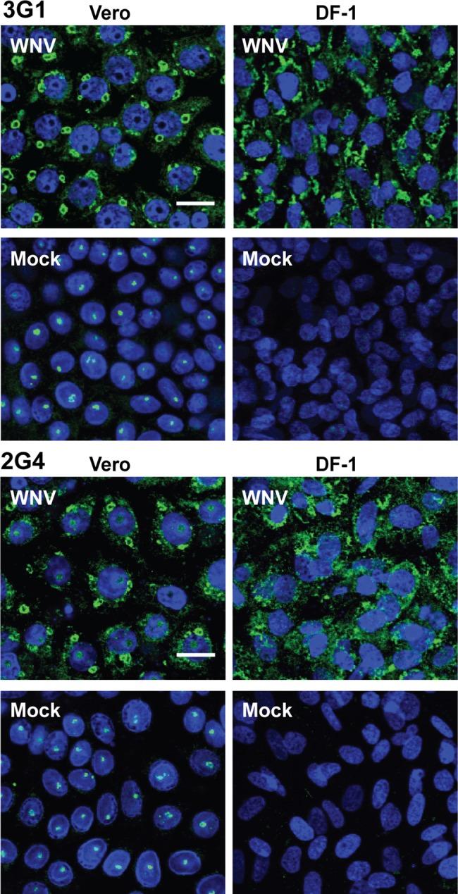 https://cdn.ncbi.nlm.nih.gov/pmc/blobs/b6d2/4370754/951251e898aa/pntd.0003629.g003.jpg